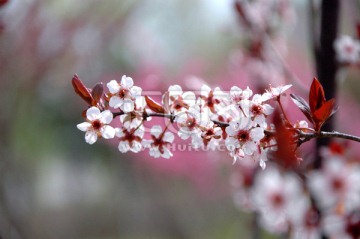 白粉色的春花开一串