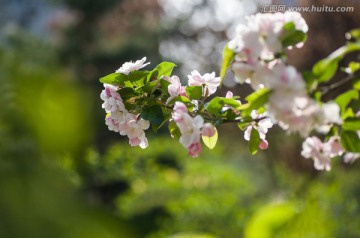 春天里的花