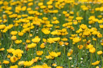 黄晶菊 花丛