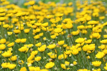 黄晶菊 花丛