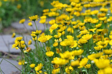 黄晶菊 花丛