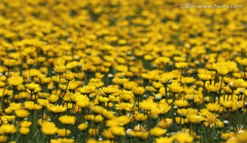黄晶菊 花丛
