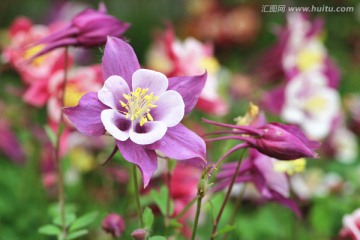 漏斗菜 猫爪花