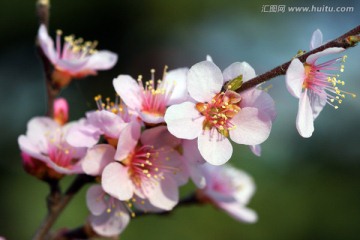 春暖花开 梅花