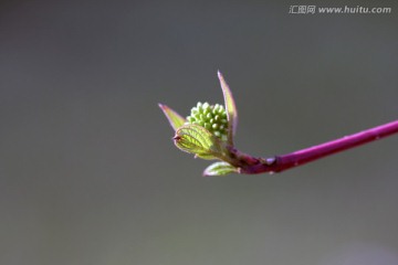 野生植物花