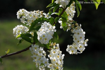 野生 稠李子花