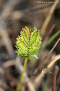 春天野生植物