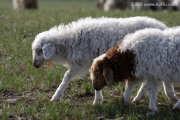 草原上的羊群 绵羊