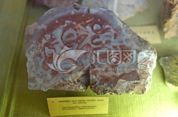 史前海洋生物化石