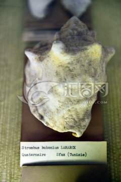 史前海洋生物化石