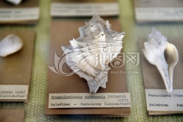 史前海洋生物海螺化石