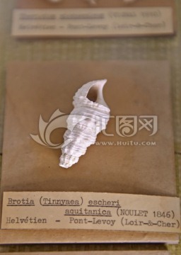 史前海洋生物海螺化石