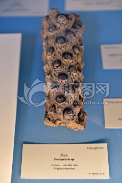 史前海洋生物化石白垩纪藻类菌柄