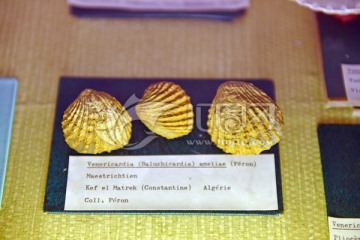 史前海洋生物贝壳化石