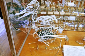 动物骨骼化石