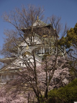 大阪天守阁 大阪城公园 樱花