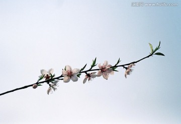 阳光蓝天下一枝桃花近景特写