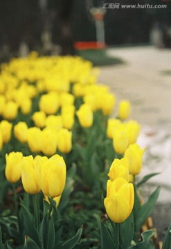 黄色郁金香花海