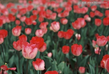 粉红色郁金香花海