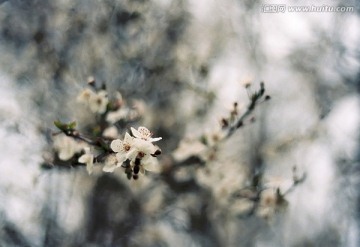 几朵早樱花微距特写