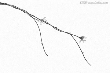桃花素描