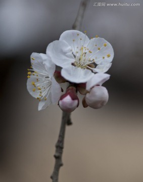 唐汪杏花