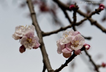 唐汪杏花