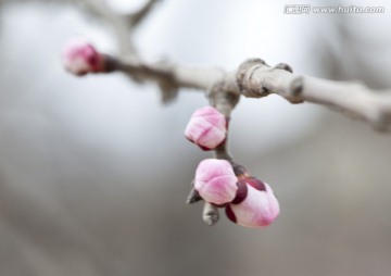 唐汪杏花