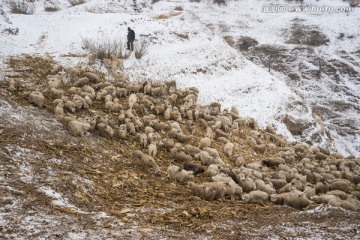 羊群与羊倌 放牧