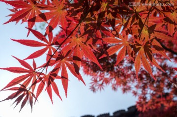 鸡爪枫叶