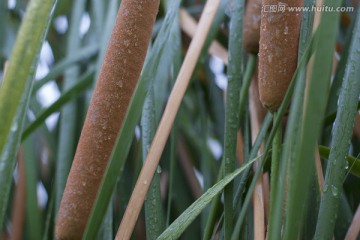 水滴蒲棒叶tif高清