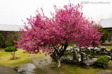 海棠花