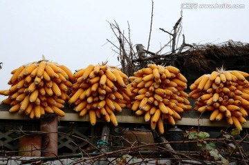 农舍上堆砌的玉米棒子