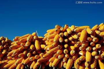 露天堆放的玉米