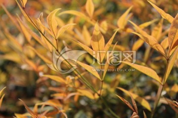 紅葉