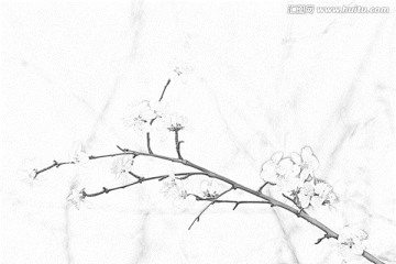 桃花素描