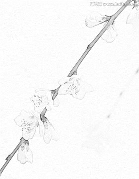 桃花素描