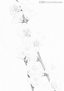 桃花素描
