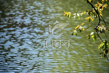 河畔风景