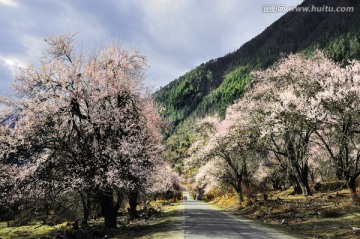 西藏波密桃花