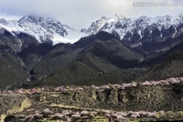 西藏波密桃花