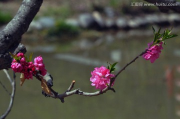 一枝花