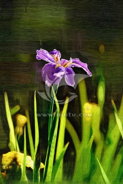 鳶尾花（油畫）