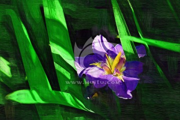 鳶尾花（油畫）