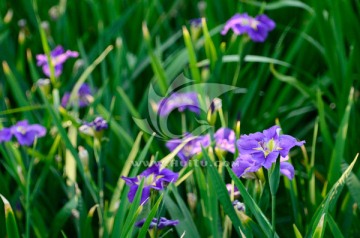 鸢尾花