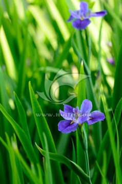 鸢尾花