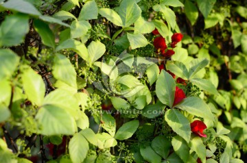 爬山虎和叶子花