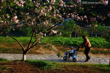 樱花