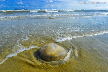 双月湾沙滩上的水母