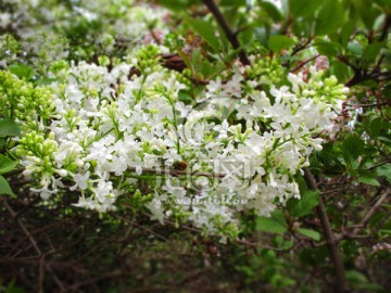 丁香花